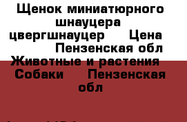 Щенок миниатюрного шнауцера (цвергшнауцер)  › Цена ­ 18 000 - Пензенская обл. Животные и растения » Собаки   . Пензенская обл.